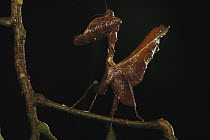 Dead-leaf Mantid (Deroplatys sp) in twig, Peru