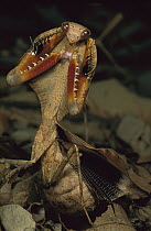 Dead-leaf Mantid (Deroplatys lobata) in defense posture, Malaysia