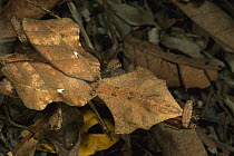Dead-leaf Mantid (Deroplatys lobata) camouflaged on forest floor, Malaysia