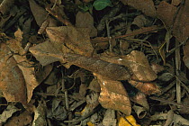 Dead-leaf Mantid (Deroplatys lobata) courting male and female camouflaged on forest floor, Malaysia