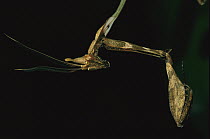 Wandering Violin Mantid (Gongylus gongylodes) hanging, south India