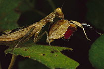 Mantid (Mantidae) side view showing red patches on forelegs, Myanmar (formerly Burma)