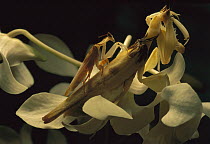 Orchid Mantid pair courting, Malaysia