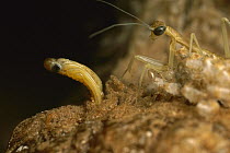 Chinese Mantis (Tenodera aridifolia) nymph emerging from eggmass, North America