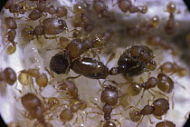 Ant (Oligomyrmex sp) queen with workers, world's smallest ant, Singapore