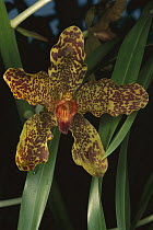 Queen Of Orchids (Grammatophyllum speciosum) blossom, world's largest orchid, Malaysia