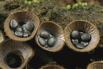 Bird's Nest Fungus (Cyathus sp) showing spores that are dispersed by rain drops, Ecuador