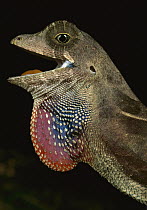 Anolis Lizard (Anolis sp) close up profile, Ecuador