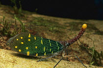 Fulgorid Planthopper (Fulora sp) profile, Peru