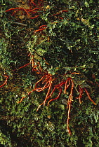 Tree roots extend through soil and moss in the canopy, Papua New Guinea