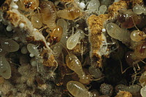 Termite colony in fungus nest, Gashaka, Nigeria