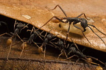 Army Ant (Eciton burchellii) workers form a step along the trail for larger worker carrying larva, Barro Colorado Island, Panama