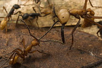 Army Ant (Eciton burchellii), large soldier is cornered by workers of rival army ant (Eciton hamatum) species. The two colonies sparred for an hour in a chance meeting and retreated without fatalities...