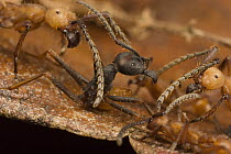 Two army ant species fighting, larger (Eciton i) and the smaller (Eciton hamatum). The two colonies sparred for an hour in a chance meeting and retreated without fatalities, Barro Colorado Island, Pan...
