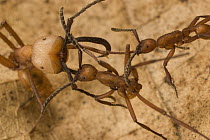 Army Ant (Eciton i) soldier fighting two smaller workers of rival army ant (Eciton hamatum) species. The two colonies sparred for an hour in a chance meeting and retreated without fatalities, Barro Co...