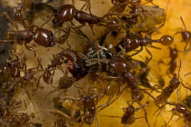 Semi-vegetarian army ant (Labidus coecus) swarm catches, quickly kills and dismembers a fruit fly that accidentally landed in their midst, Barro Colorado Island, Panama