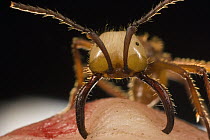 Army Ant (Eciton hamatum) major worker biting finger mandibles while stinging which turns the finger red. Also called a soldier, its primary job is defending the colony, Barro Colorado Island, Panama