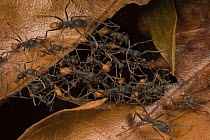 Army Ant (Eciton burchellii) workers form a bridge along the trail for colony members to cross, Barro Colorado Island, Panama