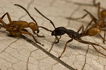 Army Ant (Eciton hamatum) worker fighting with another Army Ant (Eciton burchellii) species, Barro Colorado Island, Panama