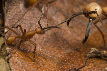 Army Ant (Eciton burchellii) soldier is cornered by smaller worker of rival Army Ant (Eciton hamatum) species, Barro Colorado Island, Panama