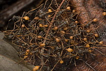Army Ant (Eciton burchellii) workers form a bridge along the trail for colony members to cross, Barro Colorado Island, Panama