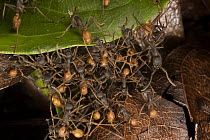 Army Ant (Eciton sp) workers form a bridge along the trail for colony members climb from one leaf to another, Barro Colorado Island, Panama