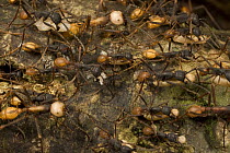 Army Ant (Eciton sp) workers of different sizes carrying pupa while migrating, Barro Colorado Island, Panama