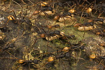 Army Ant (Eciton burchellii) workers carrying pupa while migrating, Barro Colorado Island, Panama