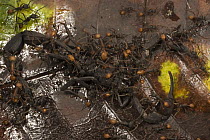 Army Ant (Eciton burchellii) minor workers of swarm over and kill scorpion, Barro Colorado Island, Panama