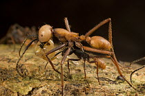 Army Ant (Eciton i) submajor and smaller workers carry food back to colony, Barro Colorado Island, Panama