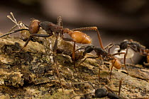 Army Ant (Eciton burchellii) workers of different sizes carry food back to colony, Barro Colorado Island, Panama
