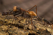Army Ant (Eciton burchellii) workers of different sizes carry food back to colony, Barro Colorado Island, Panama