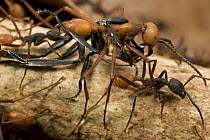 Army Ant (Eciton burchellii) workers carry dead prey back to feed colony, Barro Colorado Island, Panama