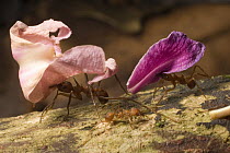 Leafcutter Ant (Atta sp) workers carrying flower petals back to nest, Barro Colorado Island, Panama