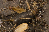 Army Ant (Labidus praedator) workers swarming over grasshopper prey, Barro Colorado Island, Panama