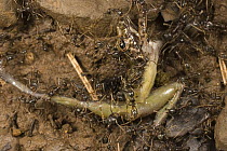 Army Ant (Labidus praedator) workers swarm over, pin-down and kill frog prey, Barro Colorado Island, Panama