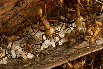 Army Ant (Eciton burchellii) major and minor workers protecting colony food cache, Barro Colorado Island, Panama