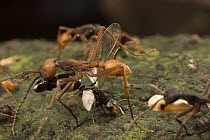 Army Ant (Eciton burchellii) major and minor workers carry dead prey back to feed colony, Barro Colorado Island, Panama