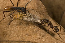 Army Ant (Eciton burchellii) at left, fighting rival species (Ectatomma sp) over dead silverfish, just before more E. i arrived to chase Ectatomma away, Barro Colorado Island, Panama
