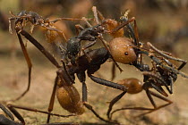 Army Ant (Eciton burchellii) small minor workers grooming sub-major ant, Barro Colorado Island, Panama
