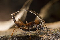 Army Ant (Eciton burchellii) worker carrying food back to nest, Barro Colorado Island, Panama