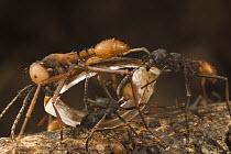 Army Ant (Eciton burchellii) workers carrying section of dismembered prey back to nest, Barro Colorado Island, Panama