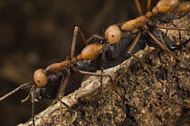 Army Ant (Eciton burchellii) major workers carrying prey back to feed colony, Barro Colorado Island, Panama
