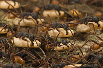 Army Ant (Eciton burchellii) workers carrying pupae while migrating, Barro Colorado Island, Panama