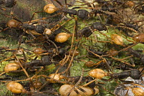 Army Ant (Eciton burchellii) workers carrying pupae while migrating, Barro Colorado Island, Panama