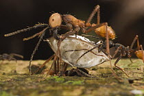 Army Ant (Eciton burchellii) submajor worker carrying section of dismembered centipede back to nest as media worker behind her lifts dragging end, Barro Colorado Island, Panama