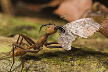 Army Ant (Eciton burchellii) carrying leaf, about to be landed on by tiny parasitic fly which will attempt to lay an egg on the submajor, the egg will then hatch into a larva which will consume the an...