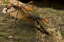 Army Ant (Eciton burchellii) workers carry section of dismembered prey back to feed colony, Barro Colorado Island, Panama