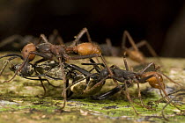Army Ant (Eciton burchellii) workers carry large prey back to feed colony, Barro Colorado Island, Panama