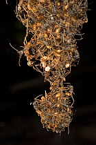 Army Ant (Eciton burchellii) workers linking to one another toe to toe, building a new bivouc for the day, hundreds of thousands of ants will eventaully join in, Barro Colorado Island, Panama